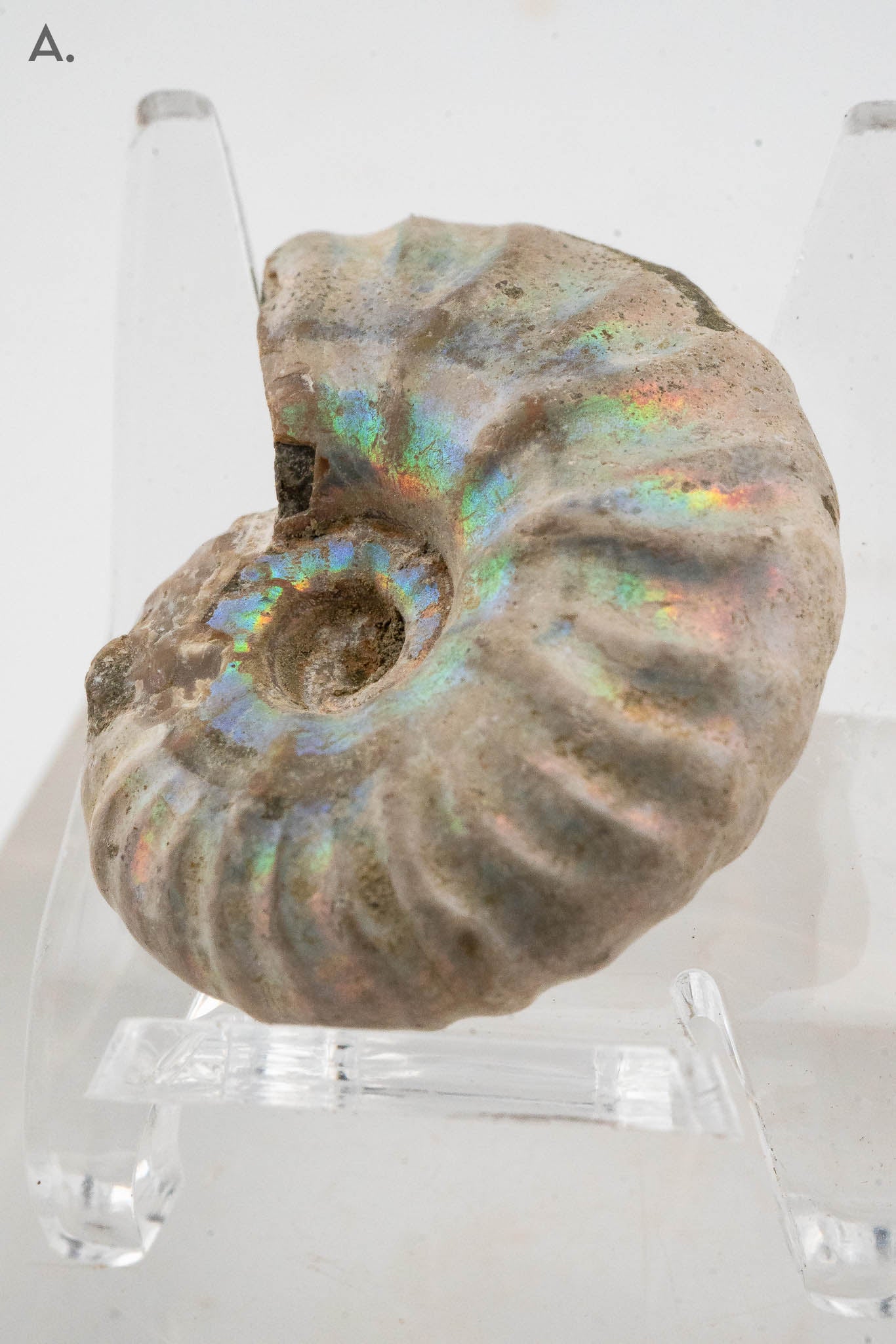 Iridescent Ammonite Fossil - Madagascar