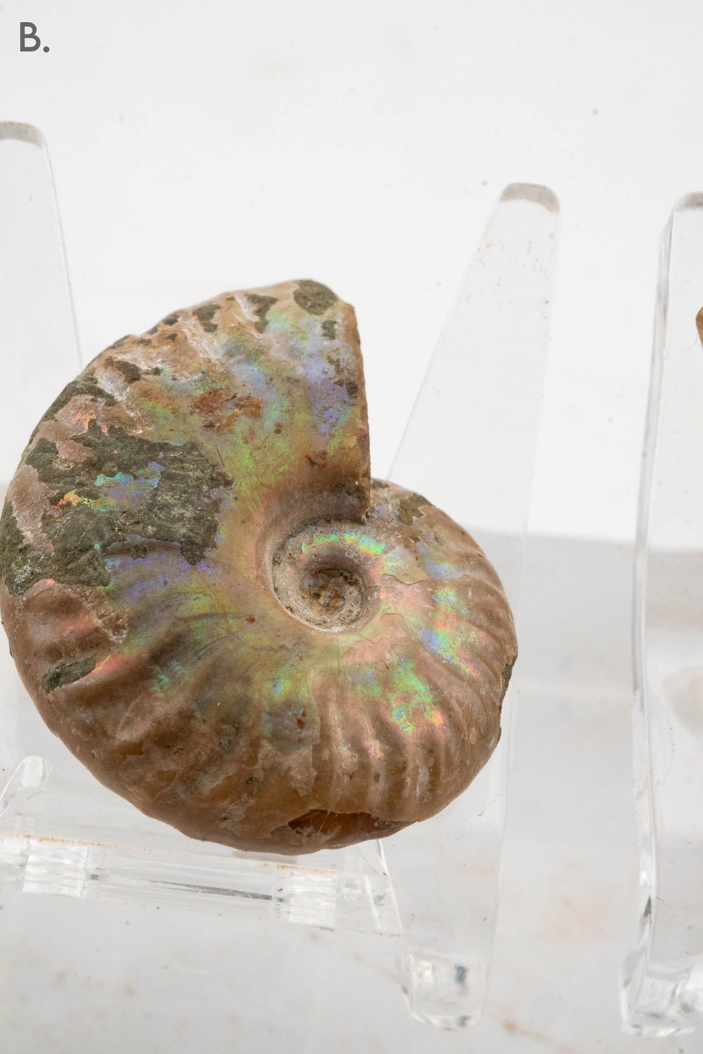 Iridescent Ammonite Fossil - Madagascar