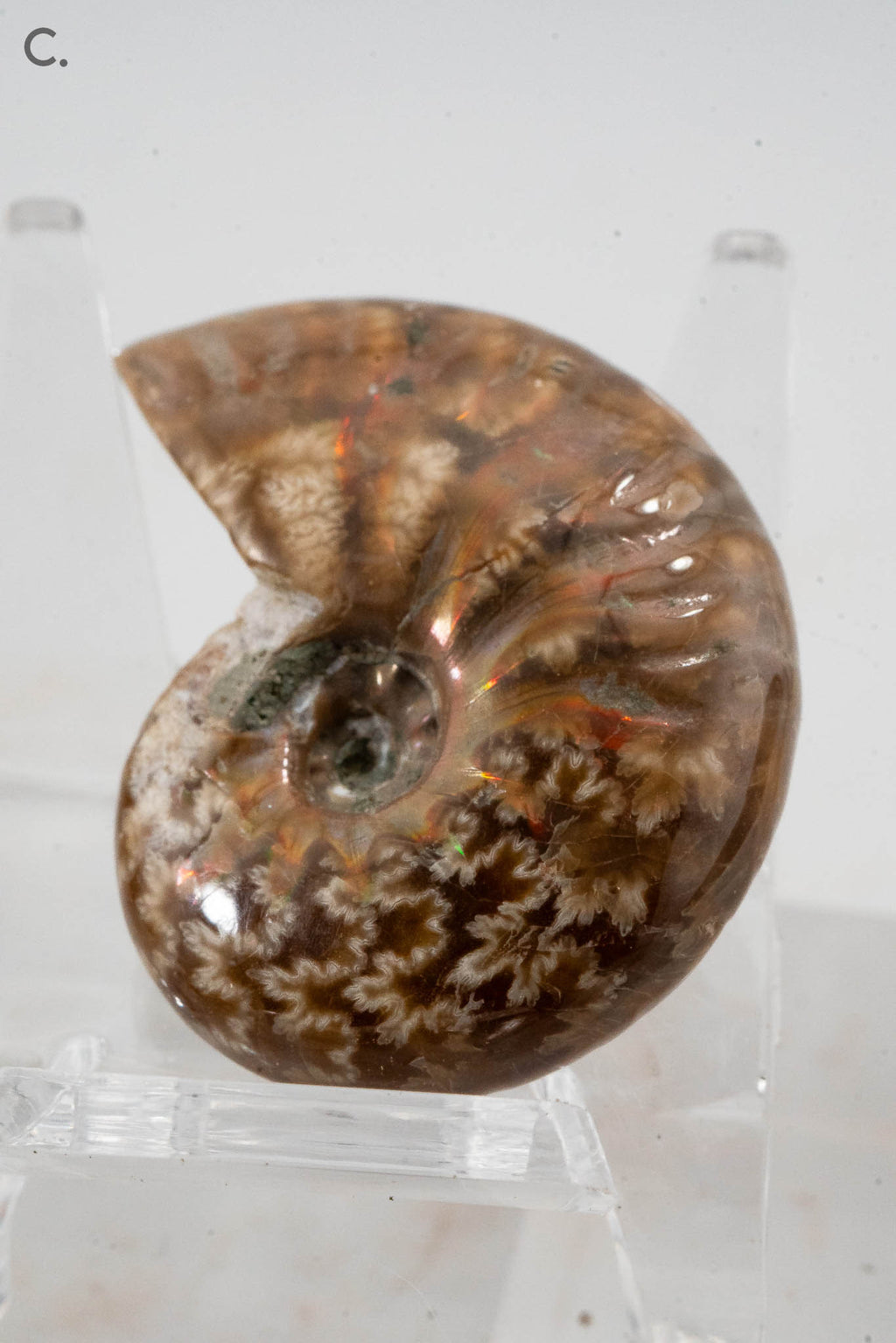 Iridescent Ammonite Fossil - Madagascar