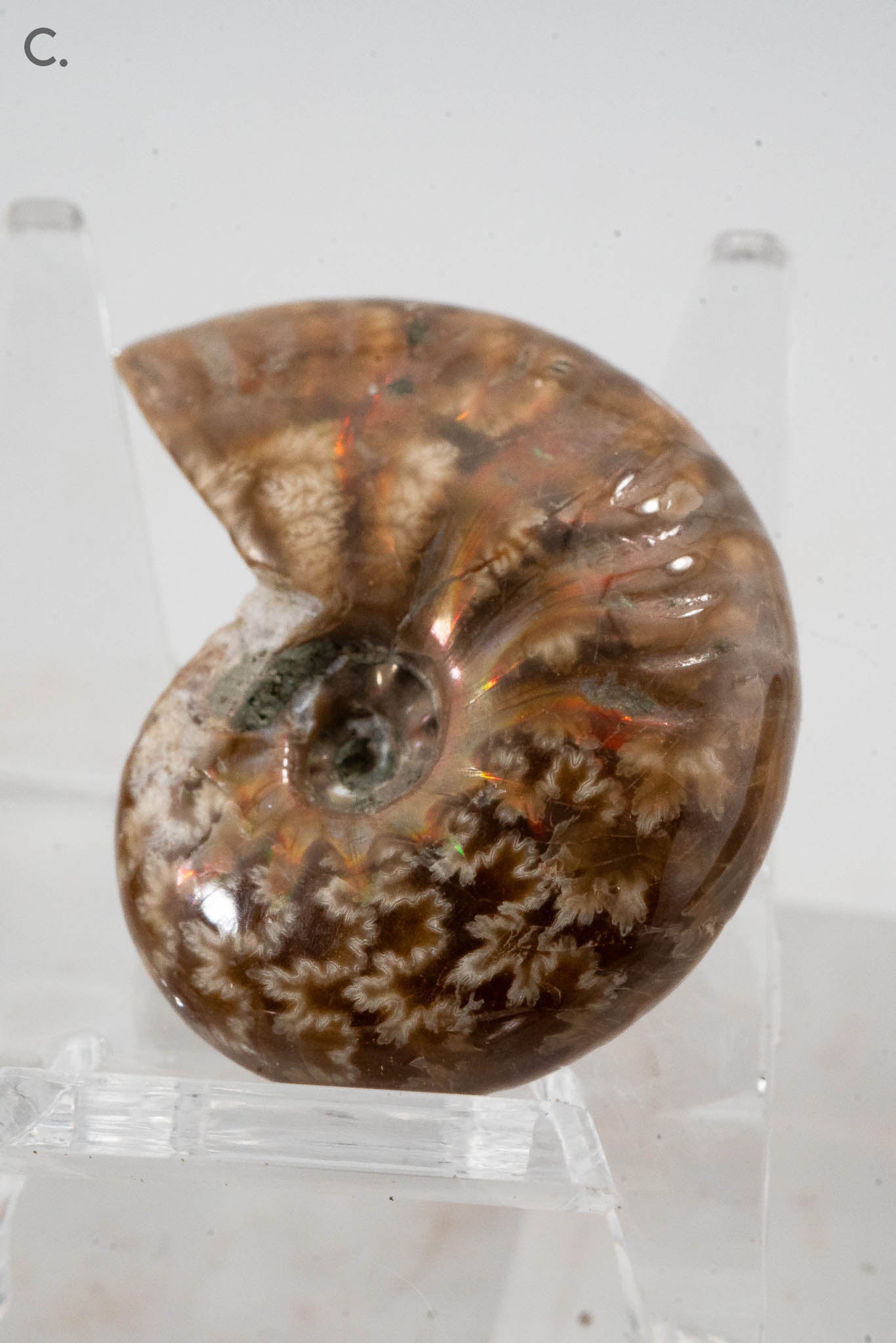 Iridescent Ammonite Fossil - Madagascar