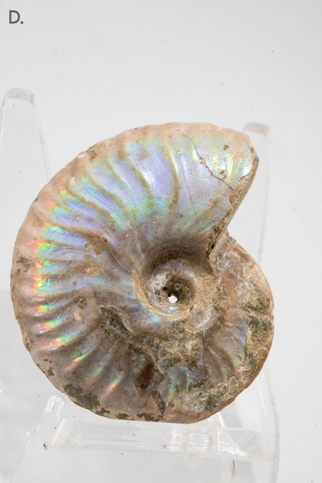 Iridescent Ammonite Fossil - Madagascar