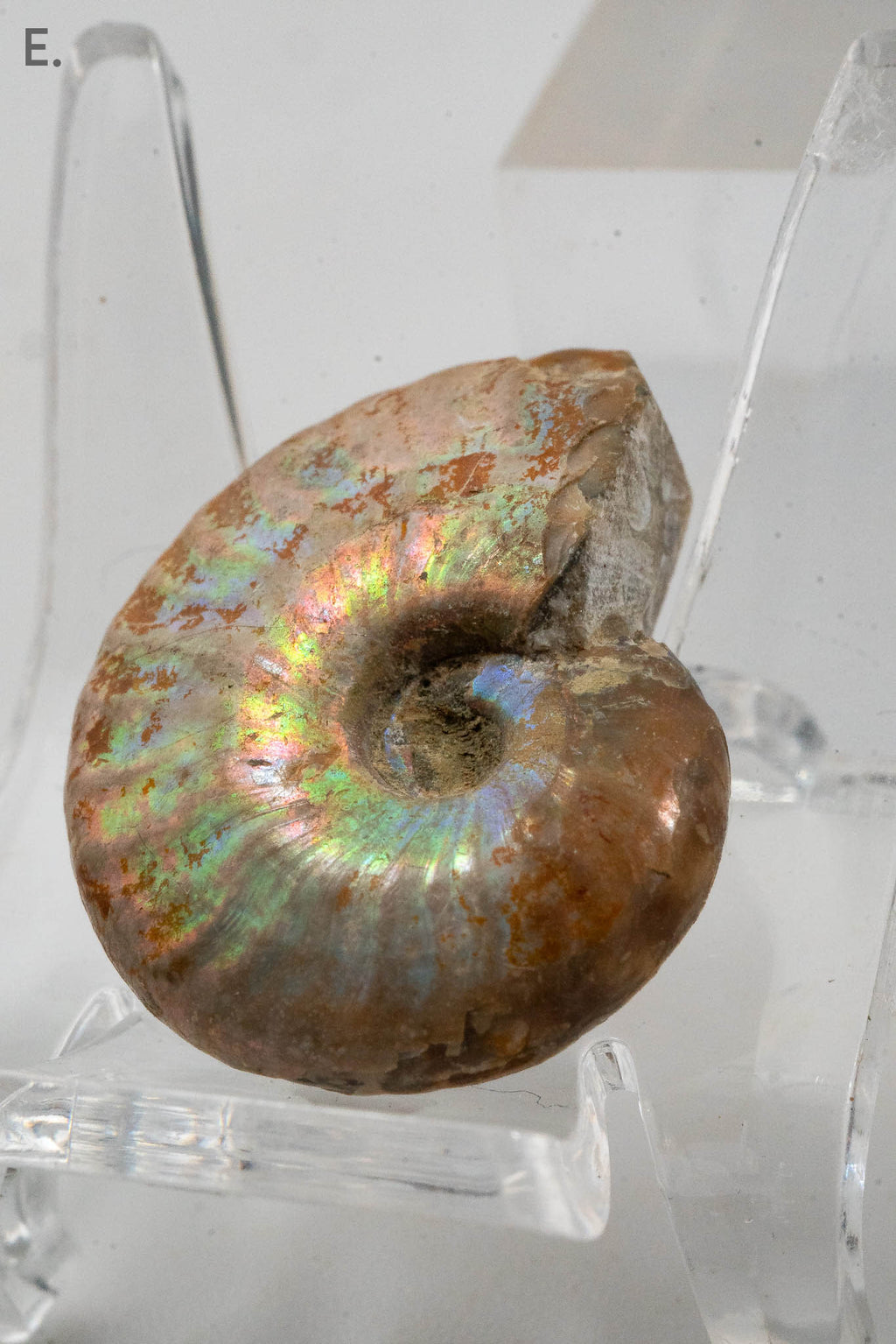 Iridescent Ammonite Fossil - Madagascar