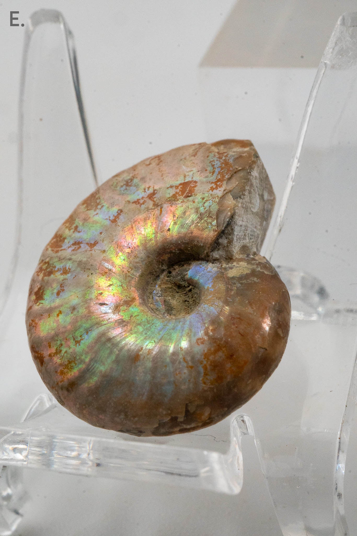 Iridescent Ammonite Fossil - Madagascar