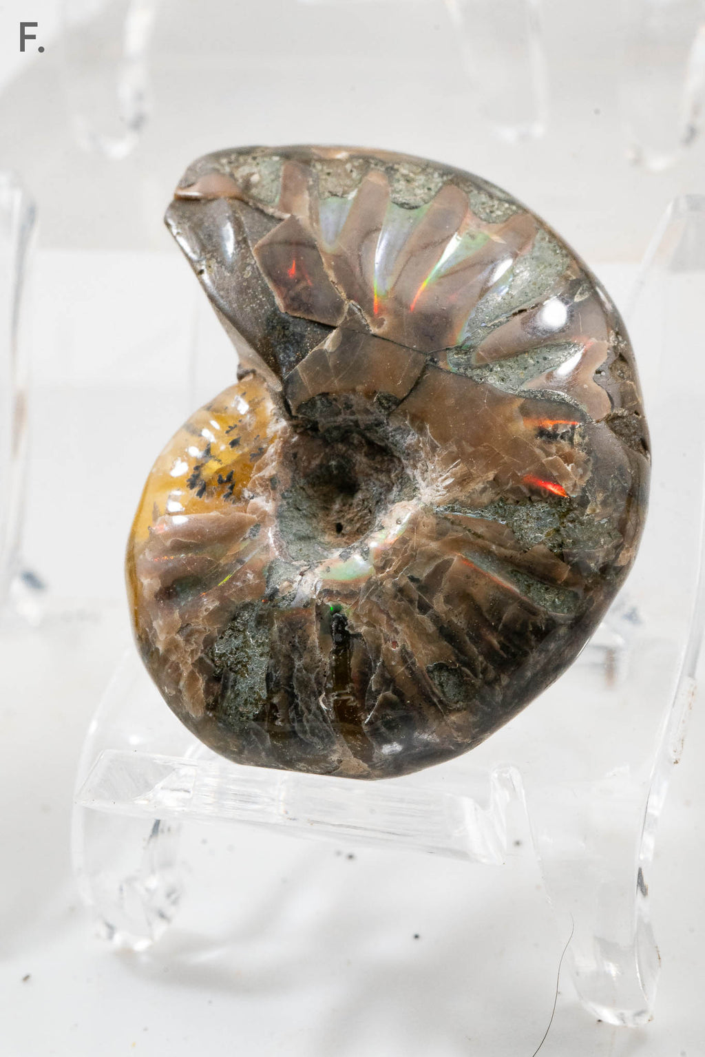 Iridescent Ammonite Fossil - Madagascar