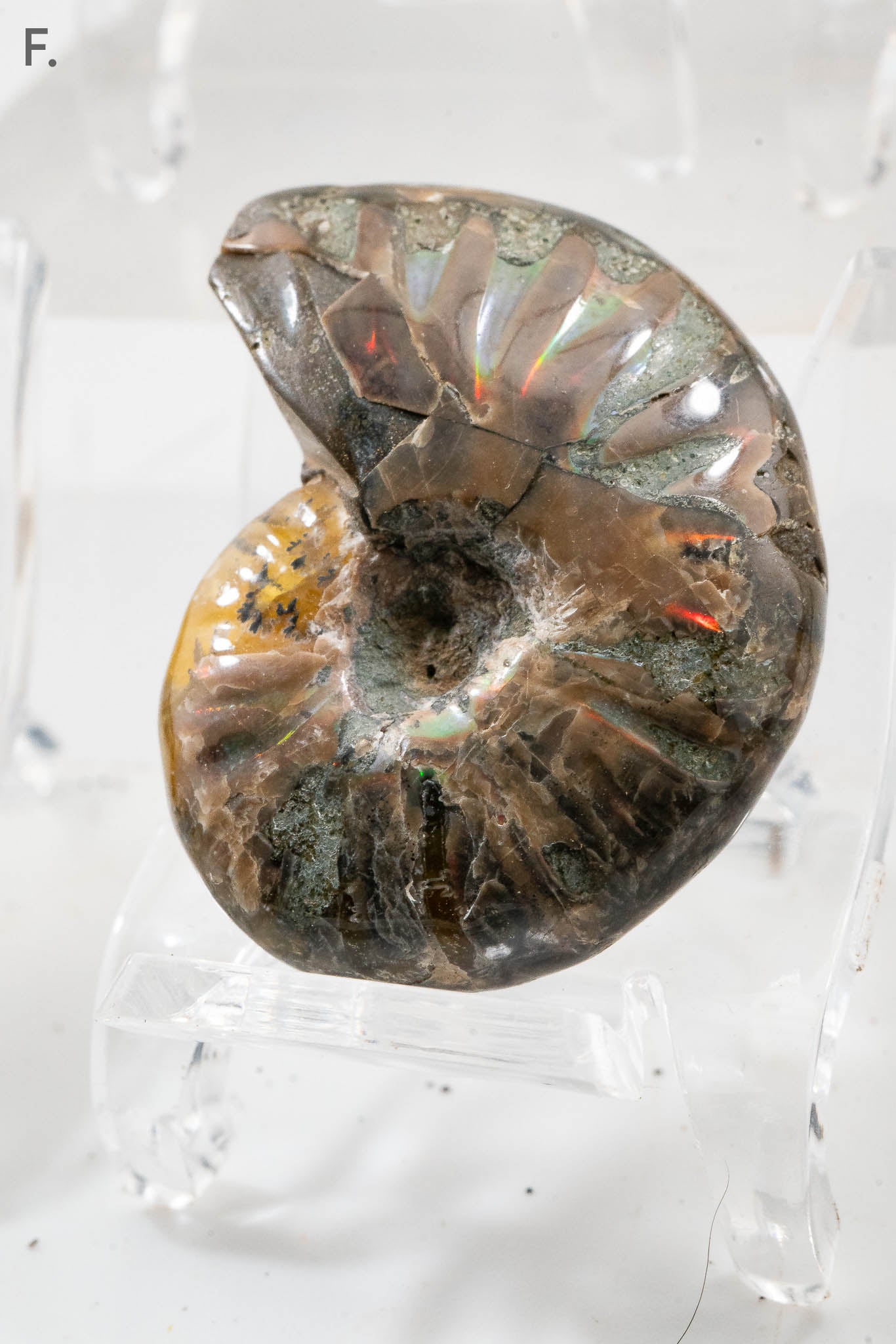 Iridescent Ammonite Fossil - Madagascar
