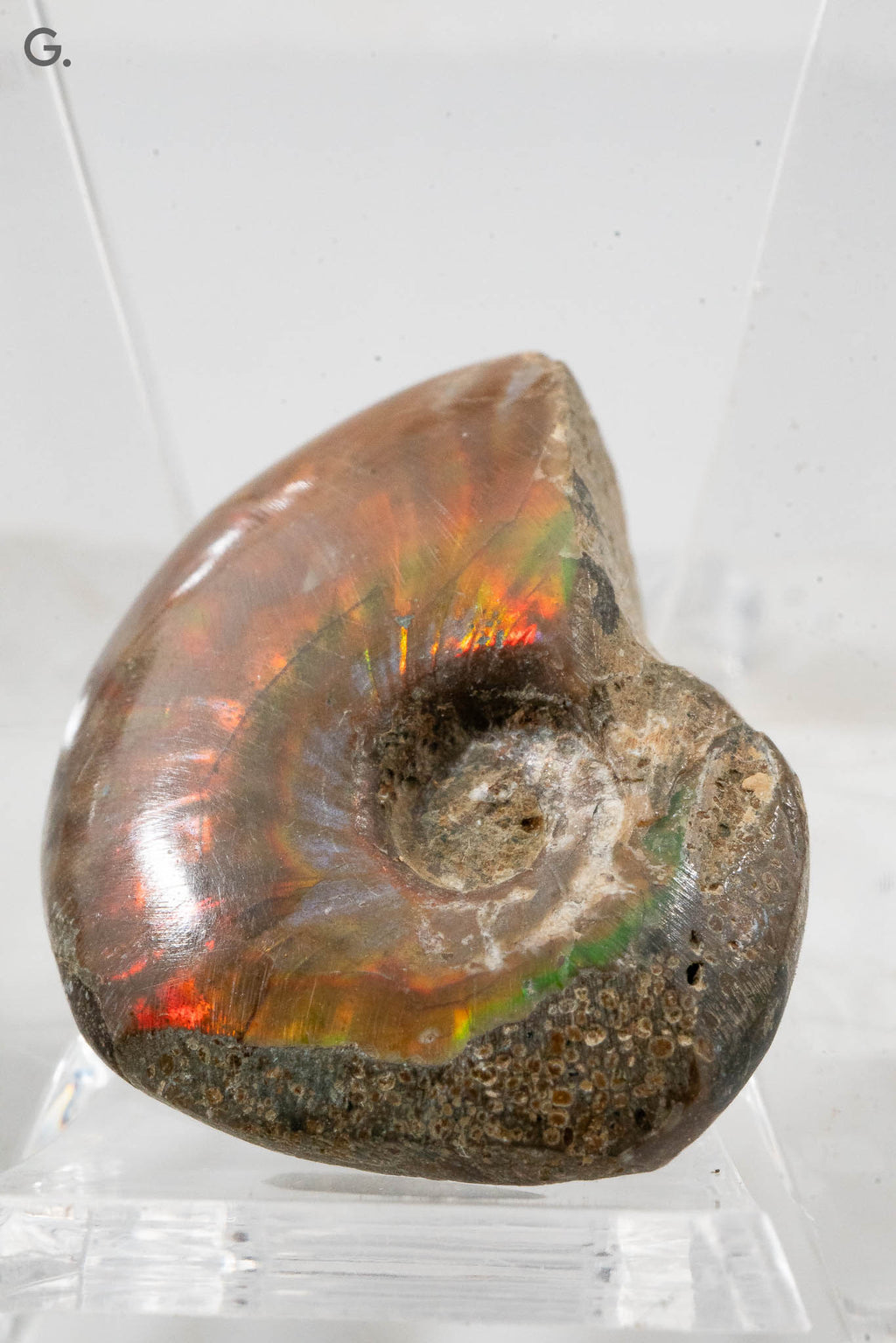 Iridescent Ammonite Fossil - Madagascar