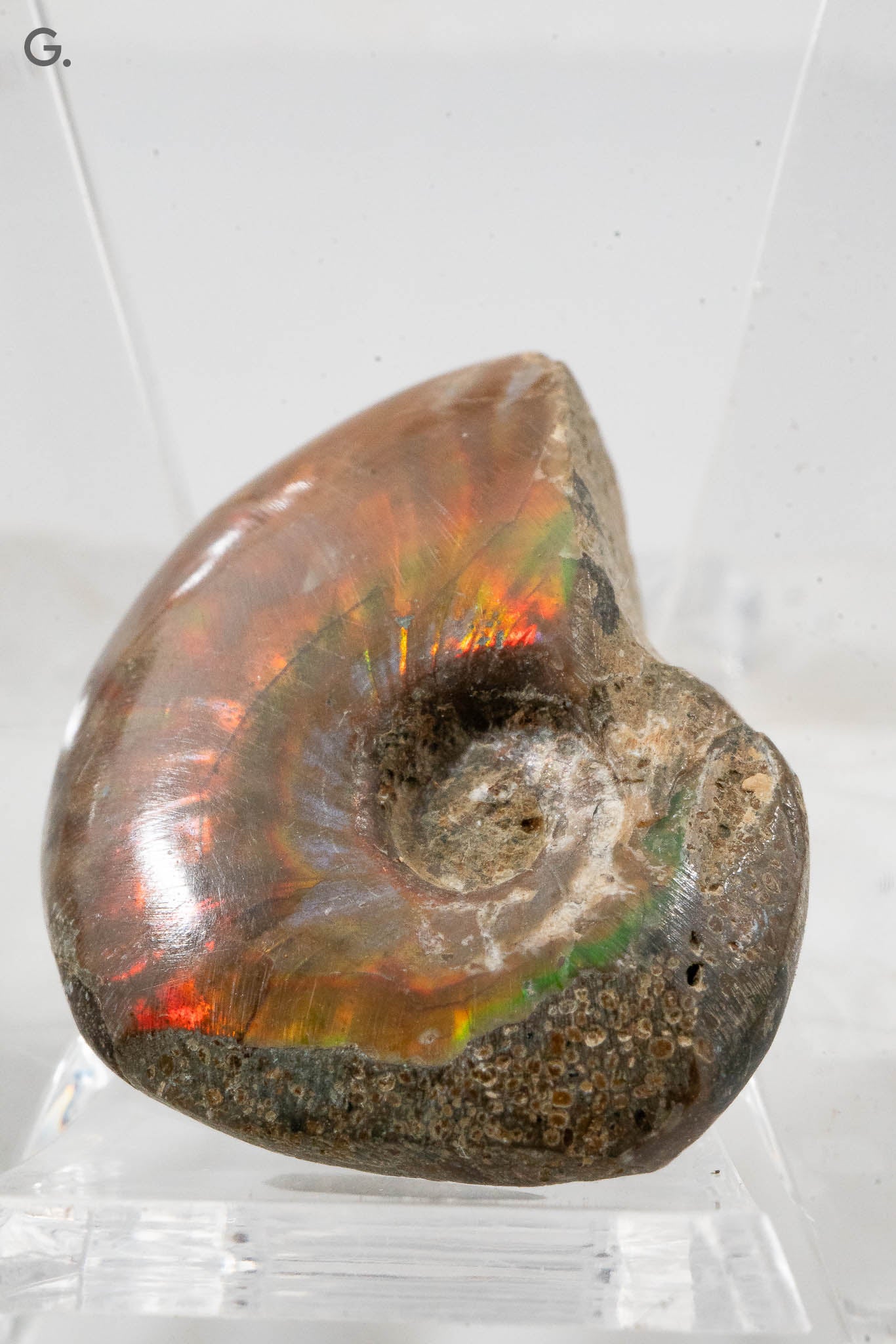Iridescent Ammonite Fossil - Madagascar
