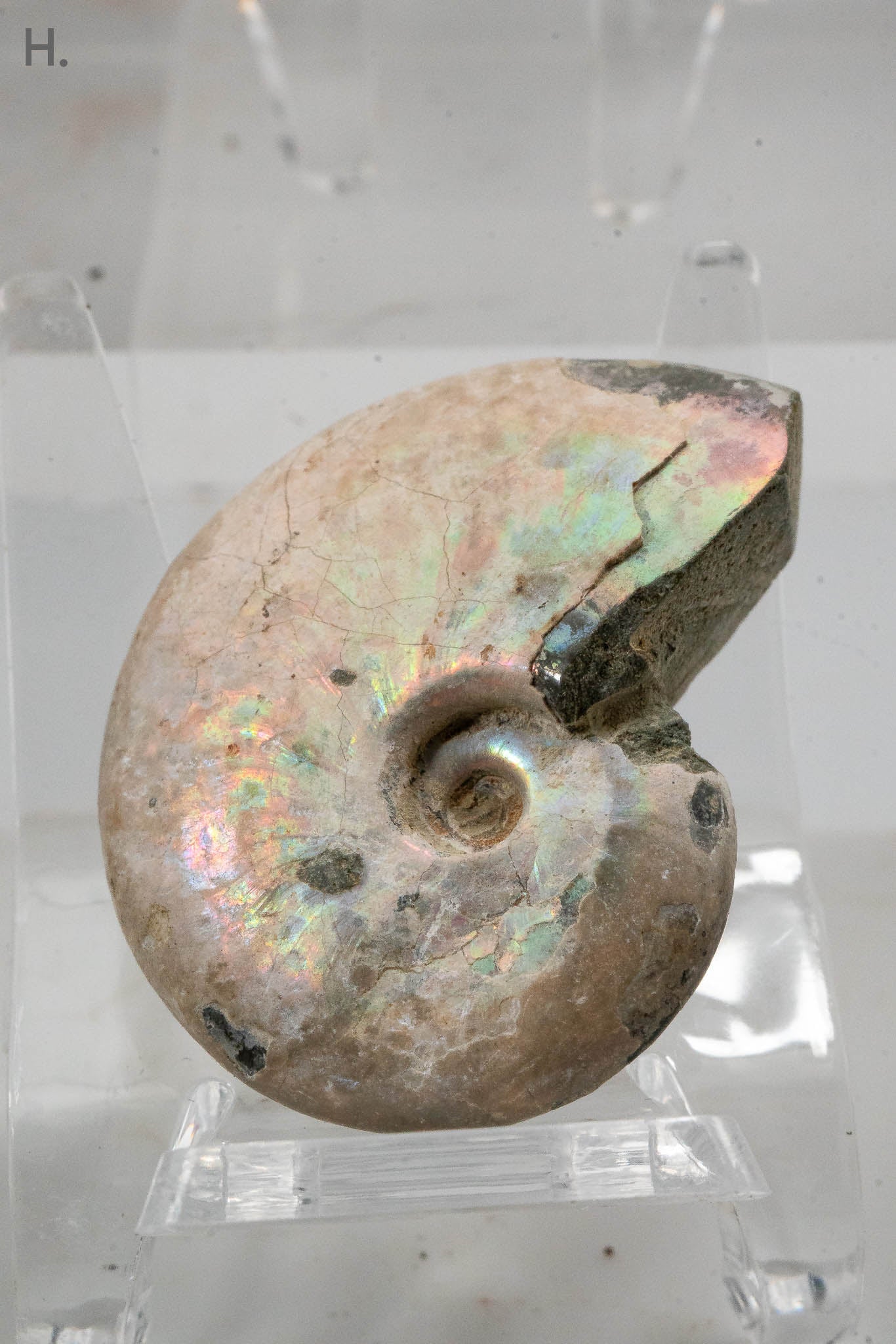 Iridescent Ammonite Fossil - Madagascar