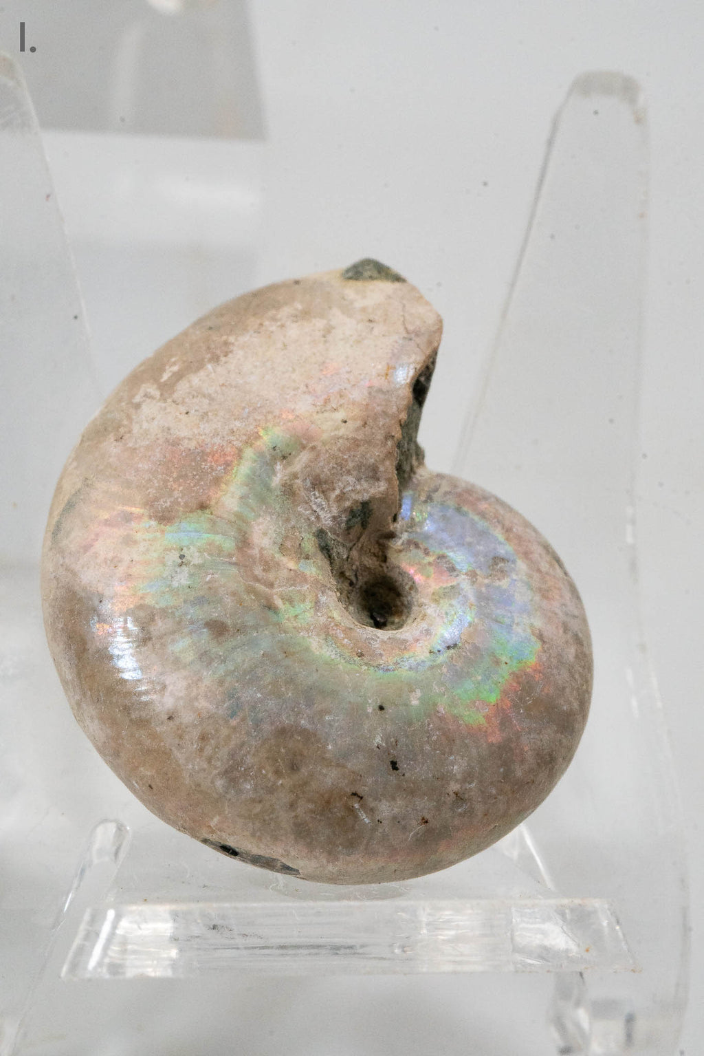 Iridescent Ammonite Fossil - Madagascar