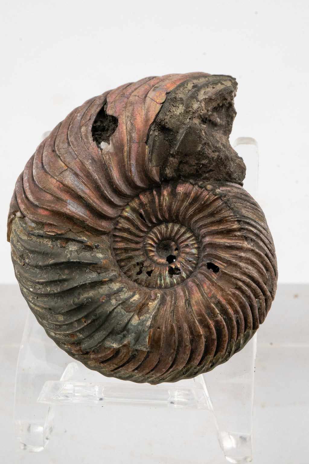 Pyritized Ammonite Fossil