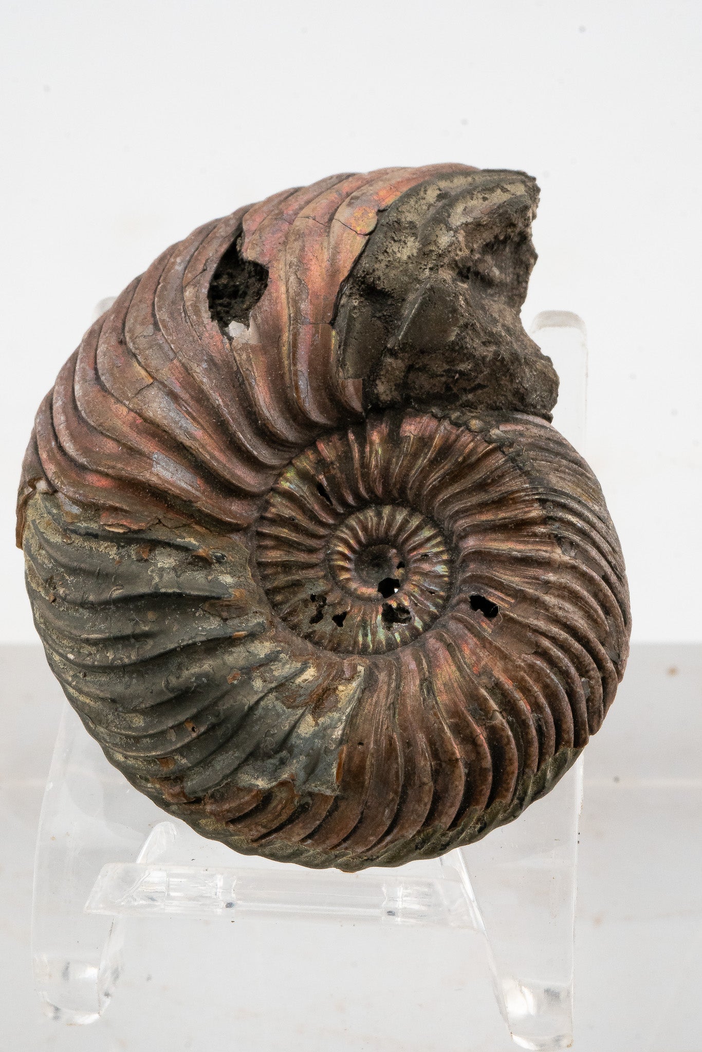 Pyritized Ammonite Fossil