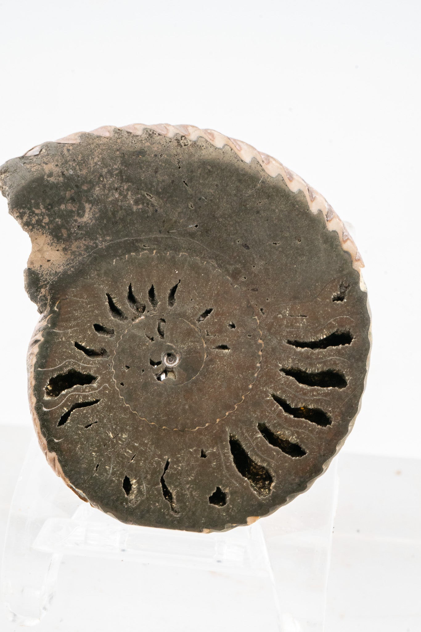Pyritized Ammonite Fossil
