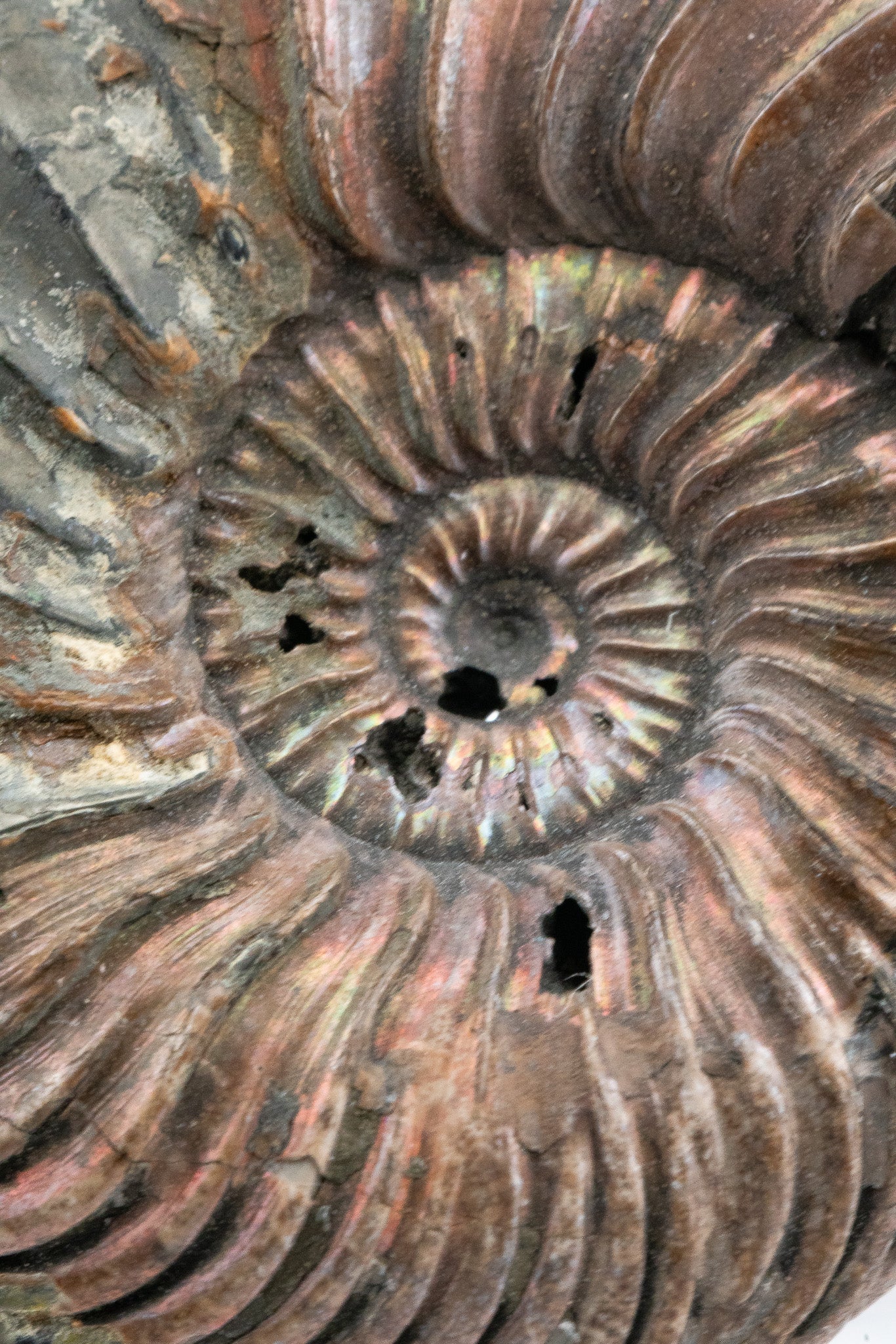 Pyritized Ammonite Fossil