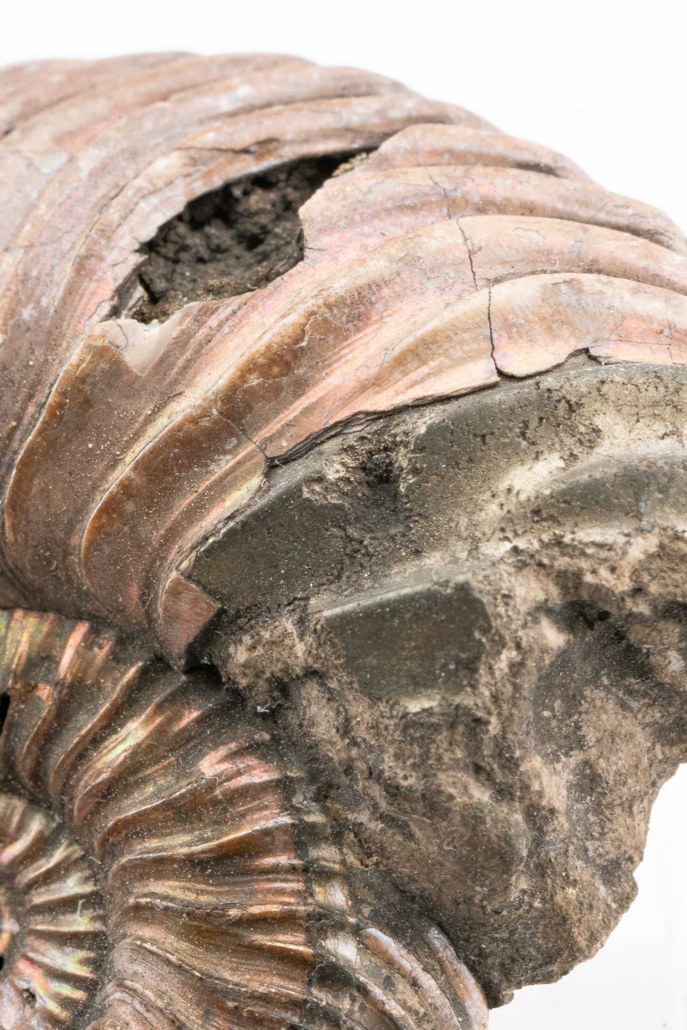 Pyritized Ammonite Fossil