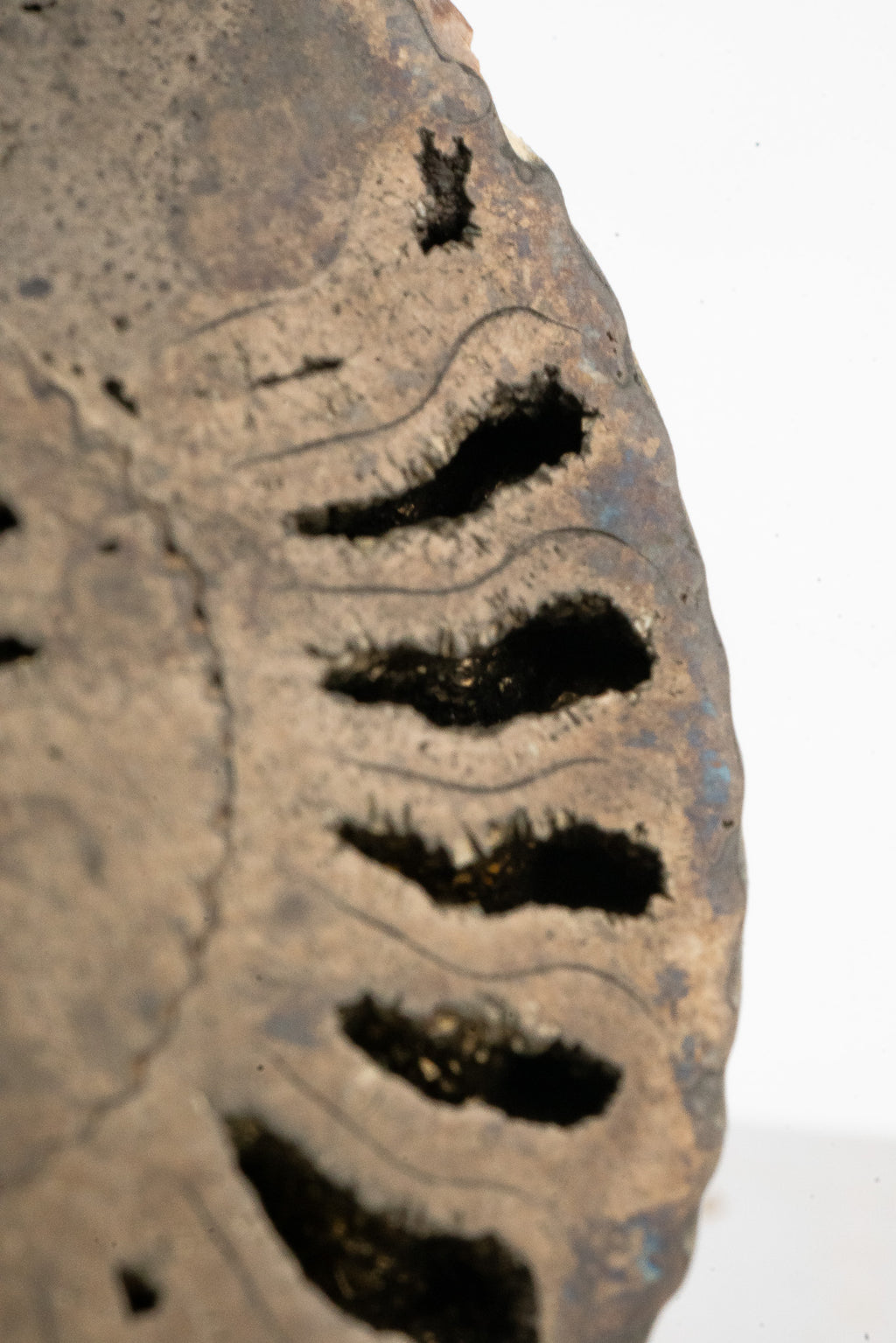Pyritized Ammonite Fossil