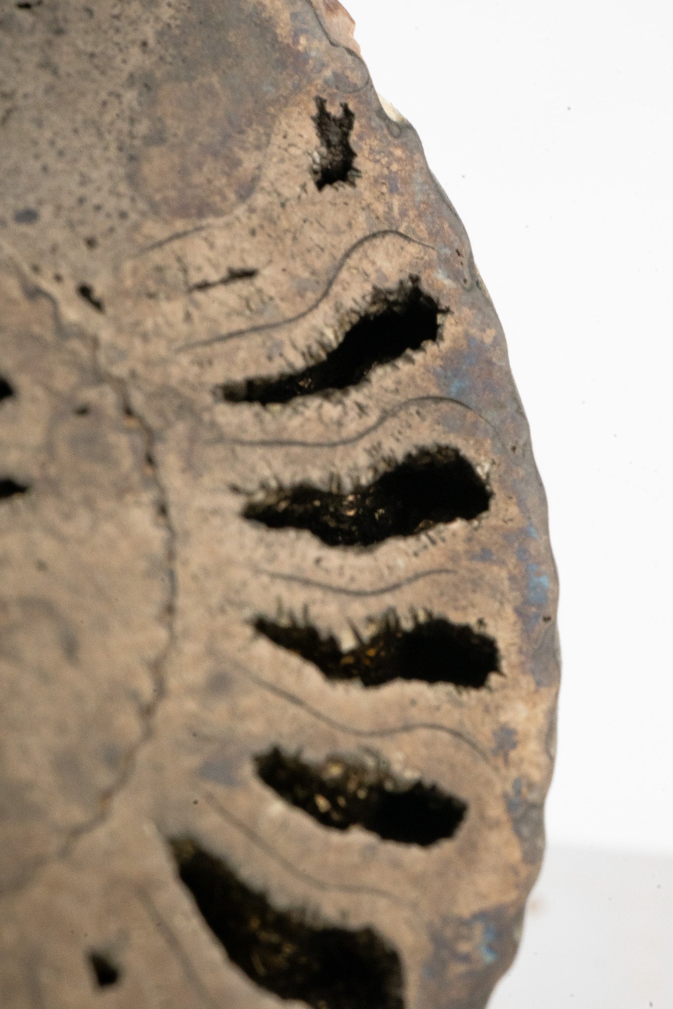 Pyritized Ammonite Fossil