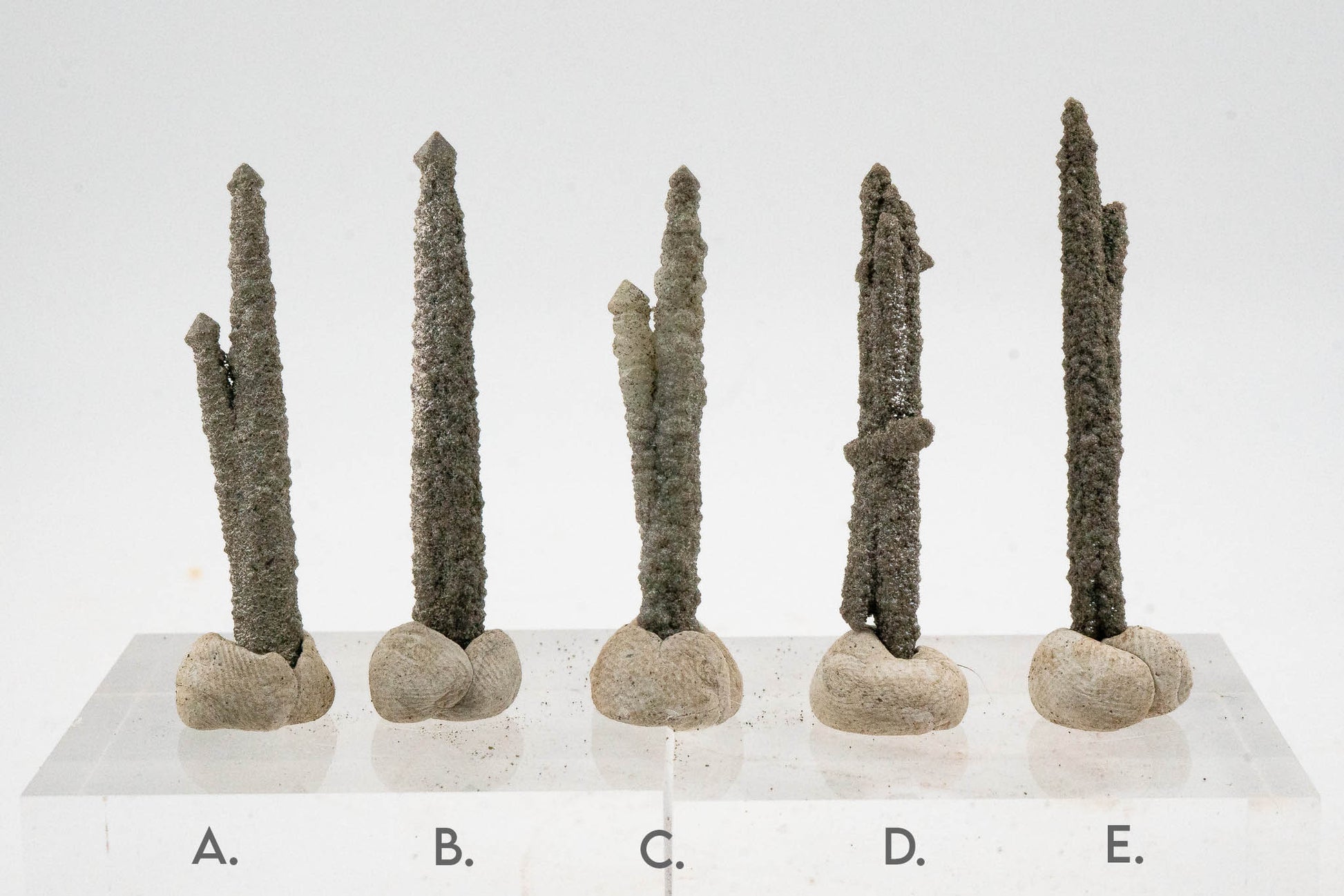 Screw Quartz - Inner Mongolia, China