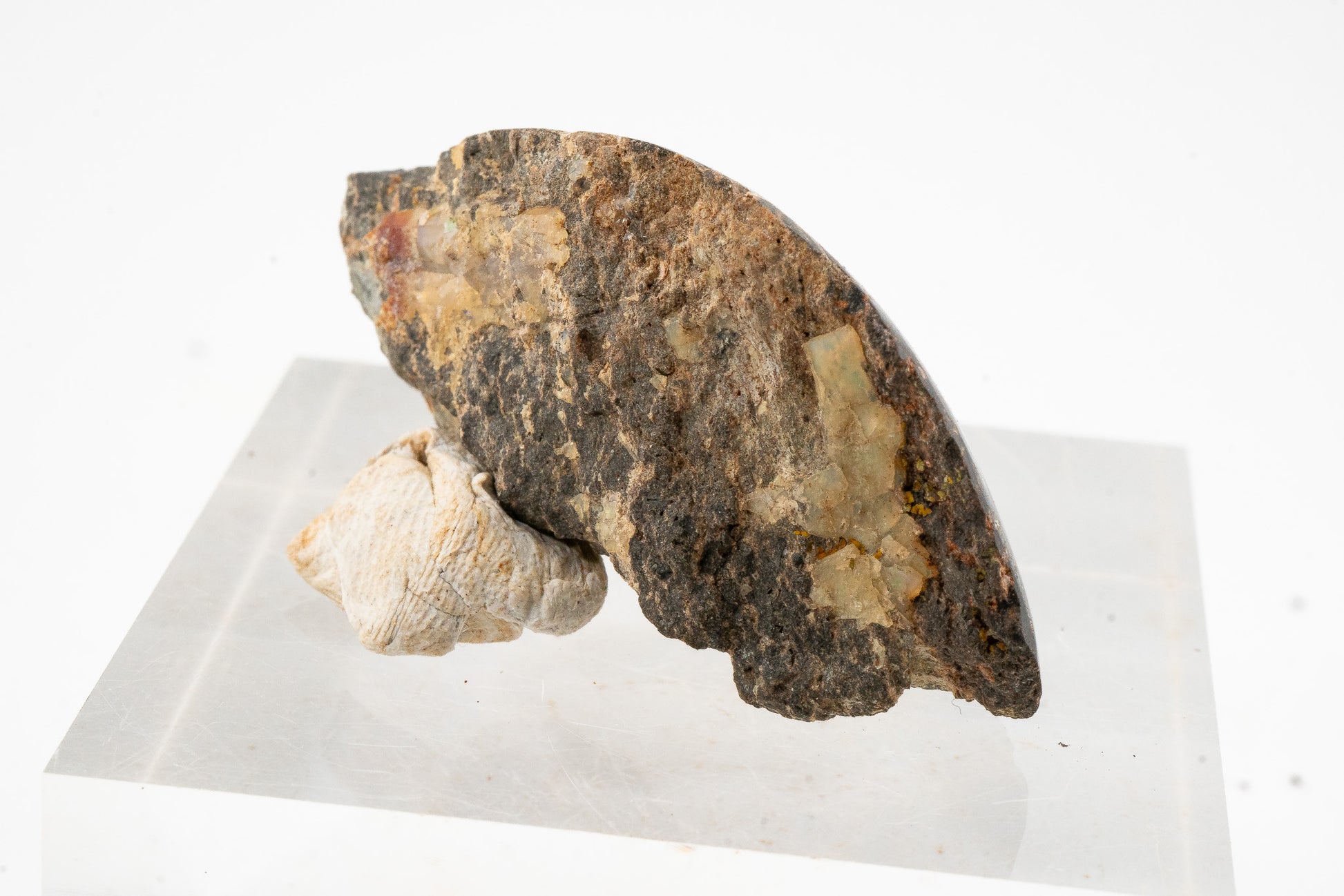 Polished Leopard Opal - Zimapan, Hidalgo, Mexico
