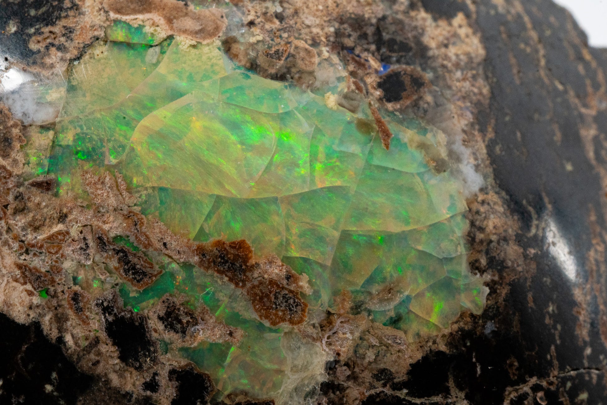 Polished Leopard Opal - Zimapan, Hidalgo, Mexico